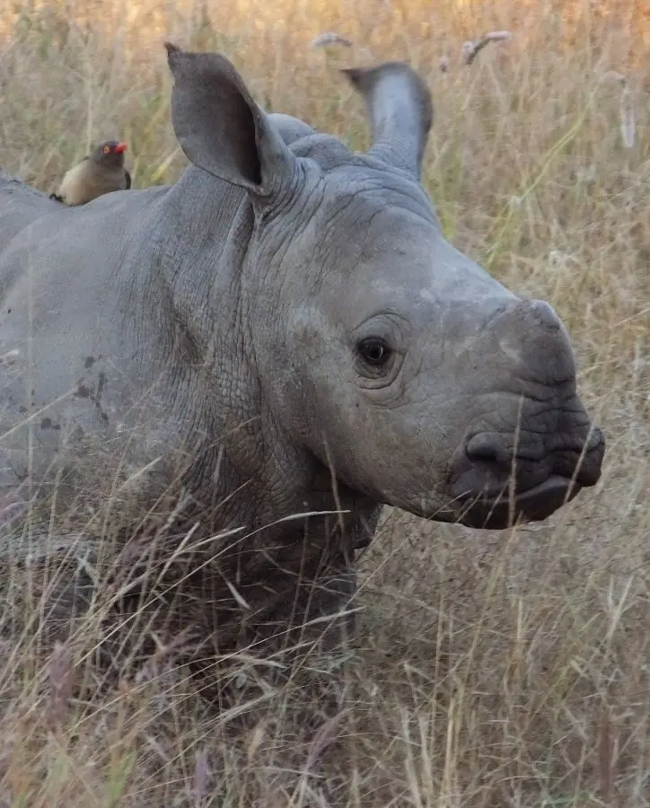 Rhinobaby2.jpg