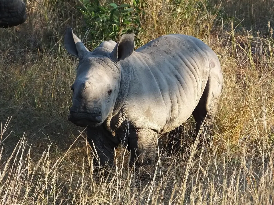 Rhinobaby3.JPG