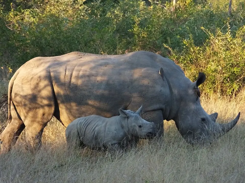 Rhinomama.jpg