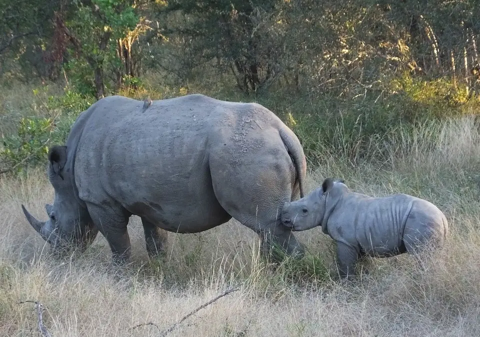 Rhinomama2.jpg