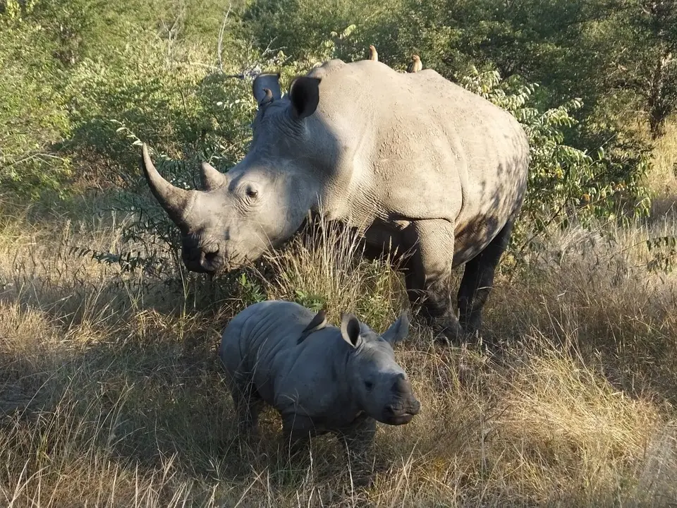 Rhinomama5.jpg