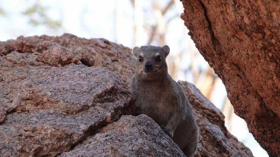 RockDassie.JPG