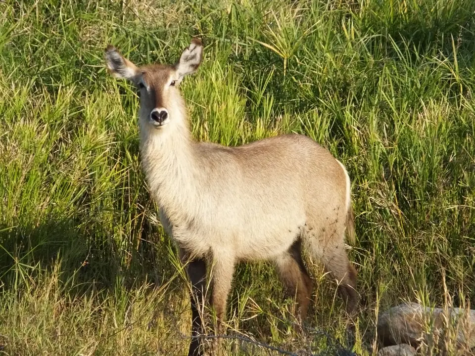 SdafrikaMai2013368von2230.JPG