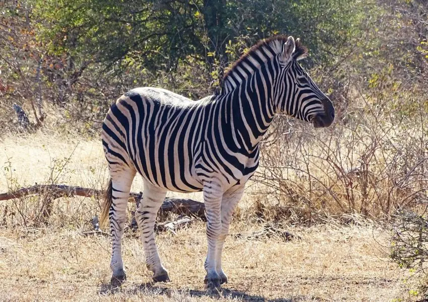 h262b0fe.JPG