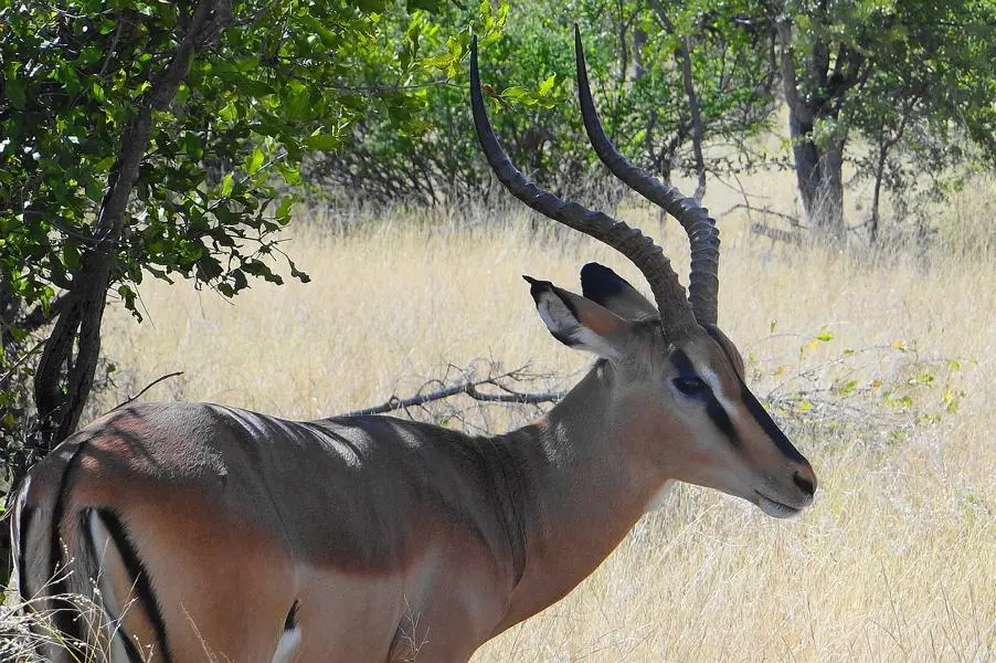 impala.JPG