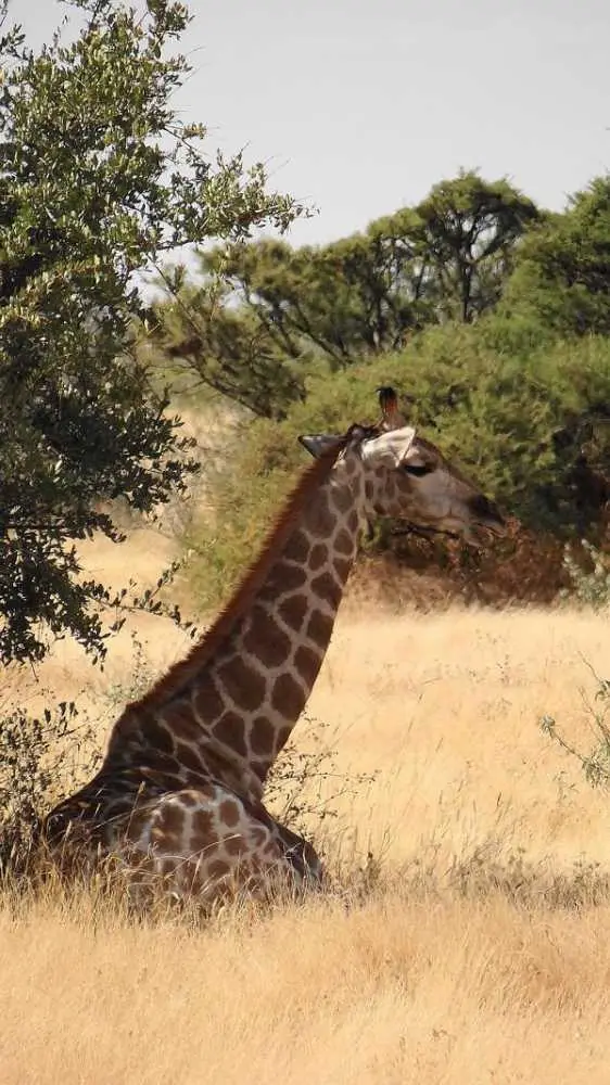 liegendeGiraffe.JPG