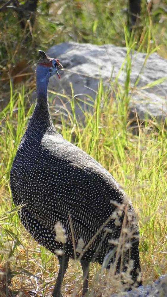 perlhuhn.JPG