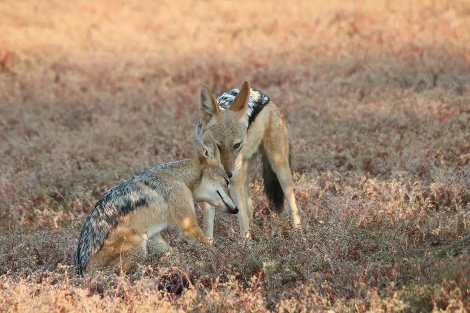 IMG_9281.JPG