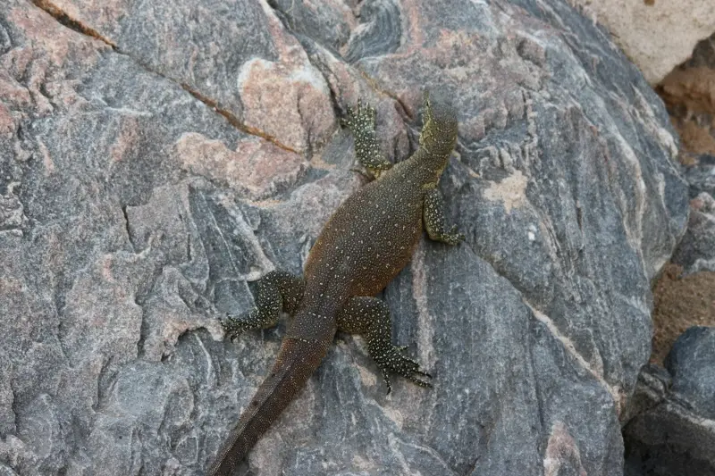 hcf05252.jpg