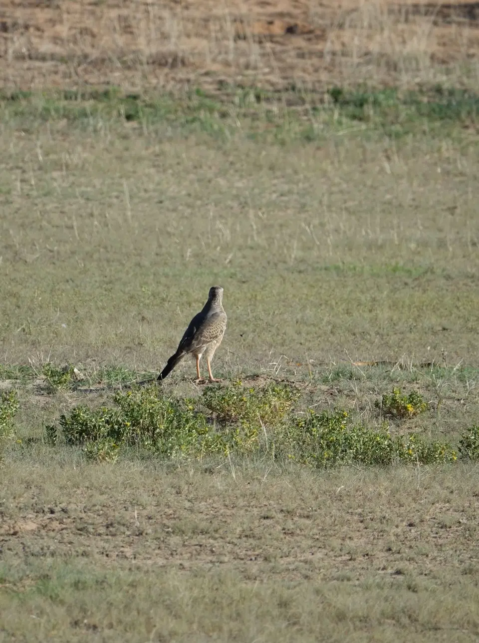 DSC09492.JPG