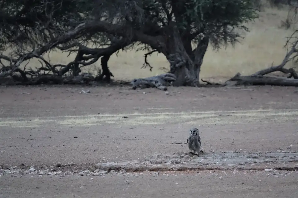Namibia2018365.JPG