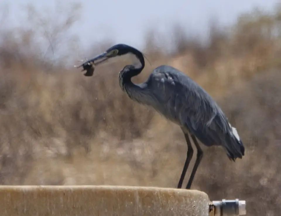 Namibia2018782(2).JPG