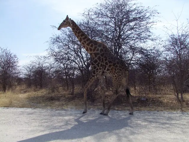 Giraffe.jpg