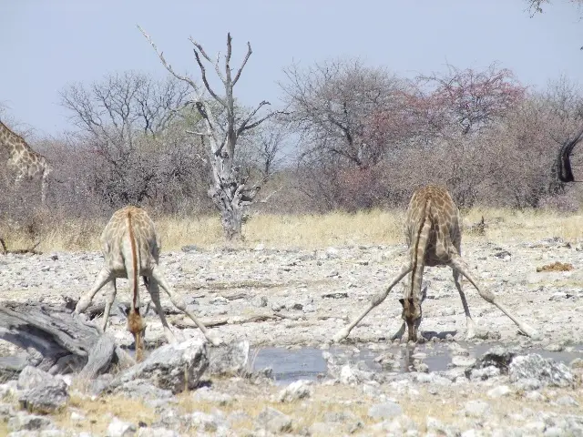 Giraffen2.jpg