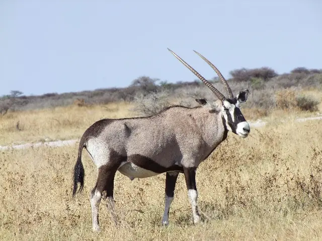Oryx.jpg