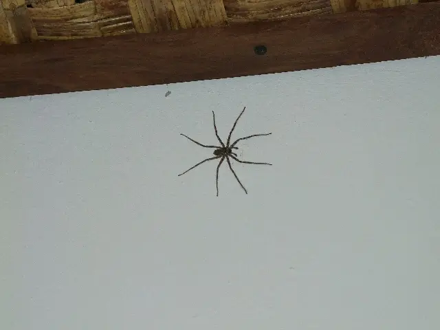 Spinne_2013-02-07.jpg