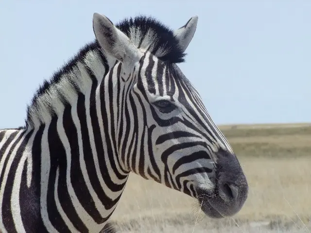 Zebra2.jpg