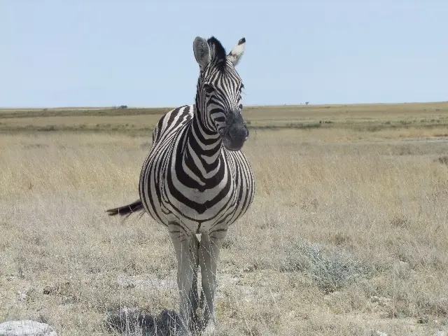 Zebra3.jpg