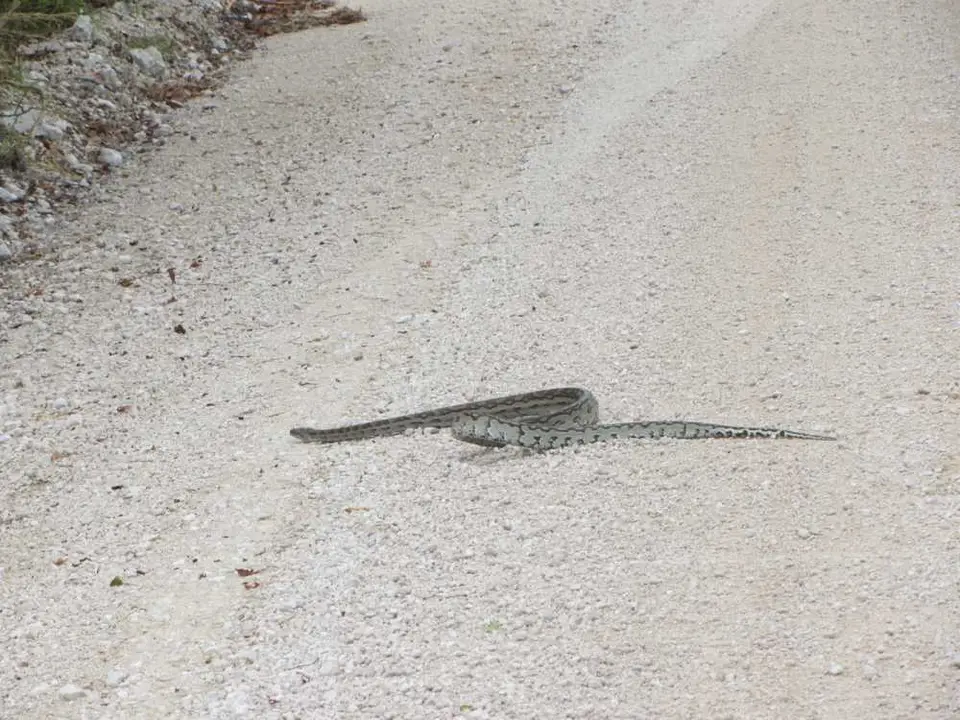 IMG_2993.JPG