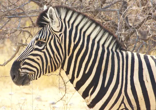 2012-08-30091425EtoshaNationalpark.jpg