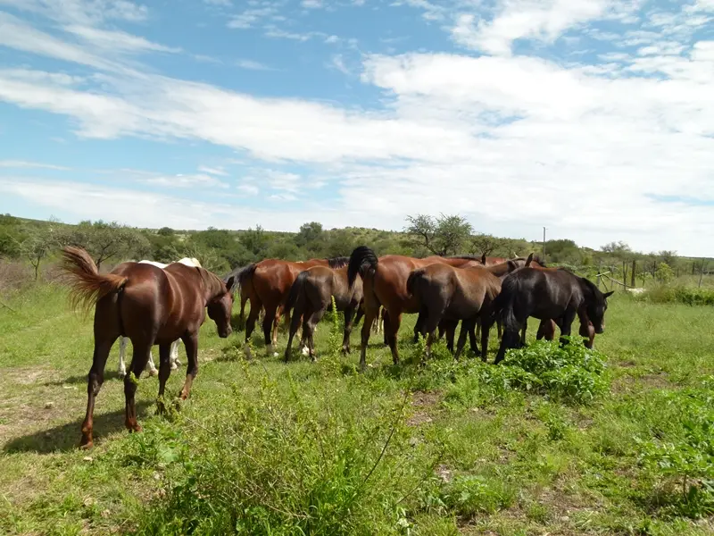 NAMIBIA24gb330.JPG