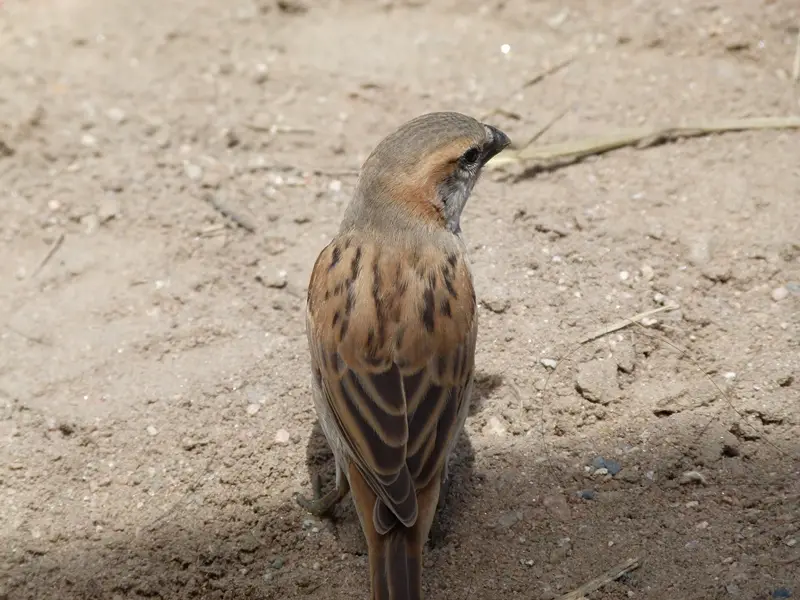 NAMIBIA24gb333.JPG