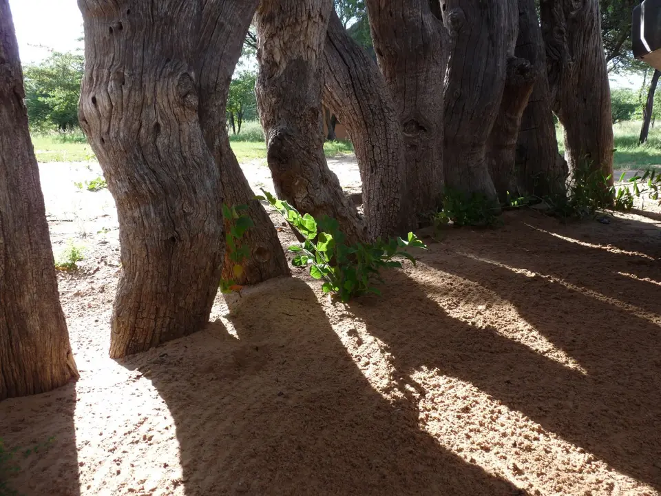 P1090217.JPG