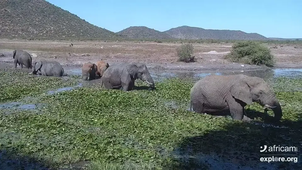 TauElefants.jpg