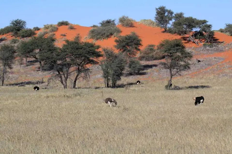 02090-StrausseKalahari.jpg