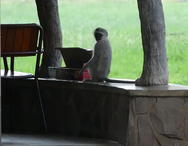 Letaba2.jpg