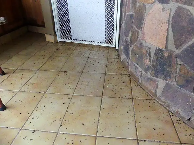 Olifants3.jpg