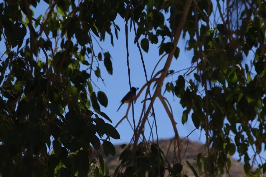 IMGP0992.JPG