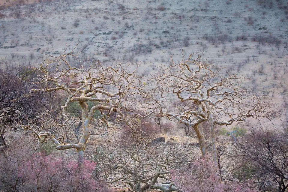 12-namiba-2017-9212.jpg
