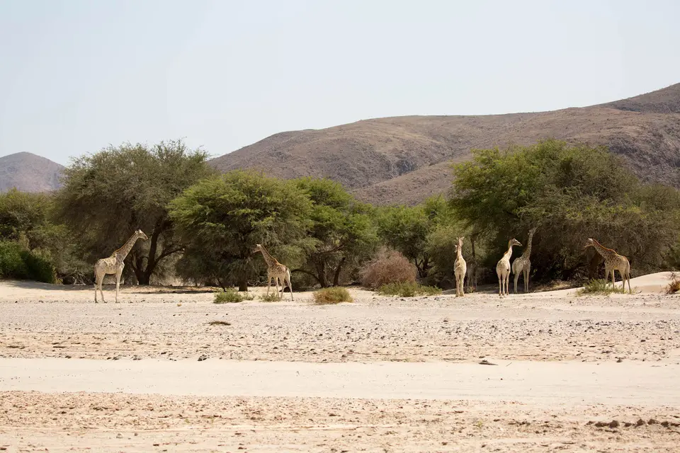 13-namiba-2017-8854.jpg