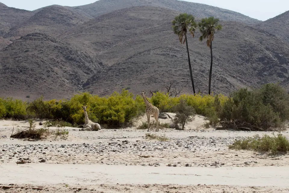 14-namiba-2017-5373.jpg