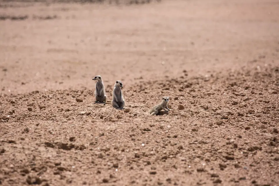 16-namiba-2017-8708.jpg