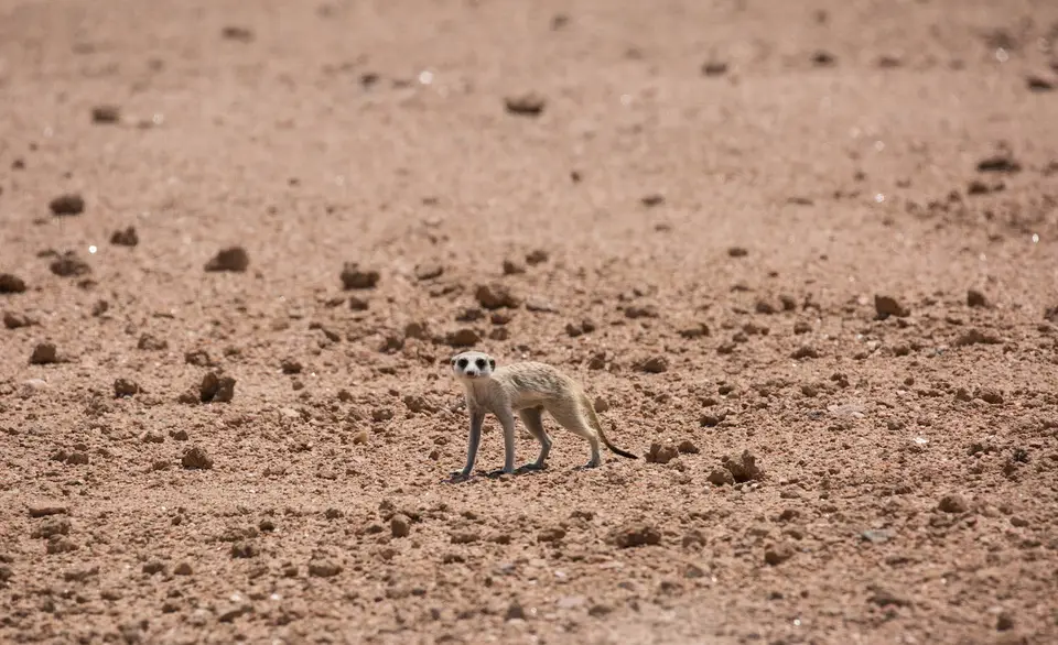 19-namiba-2017-8721.jpg