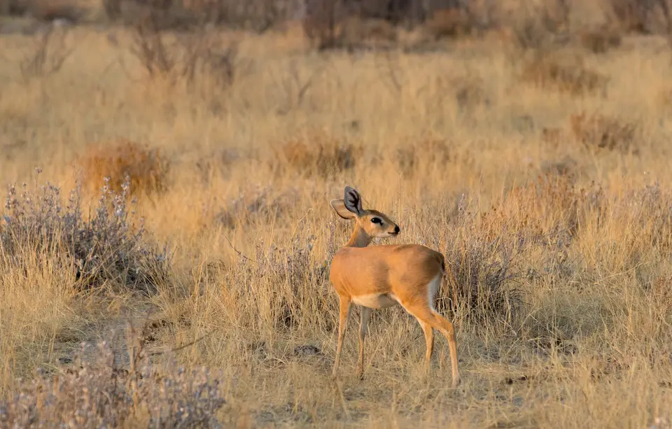 23-namiba-2017-5825.jpg