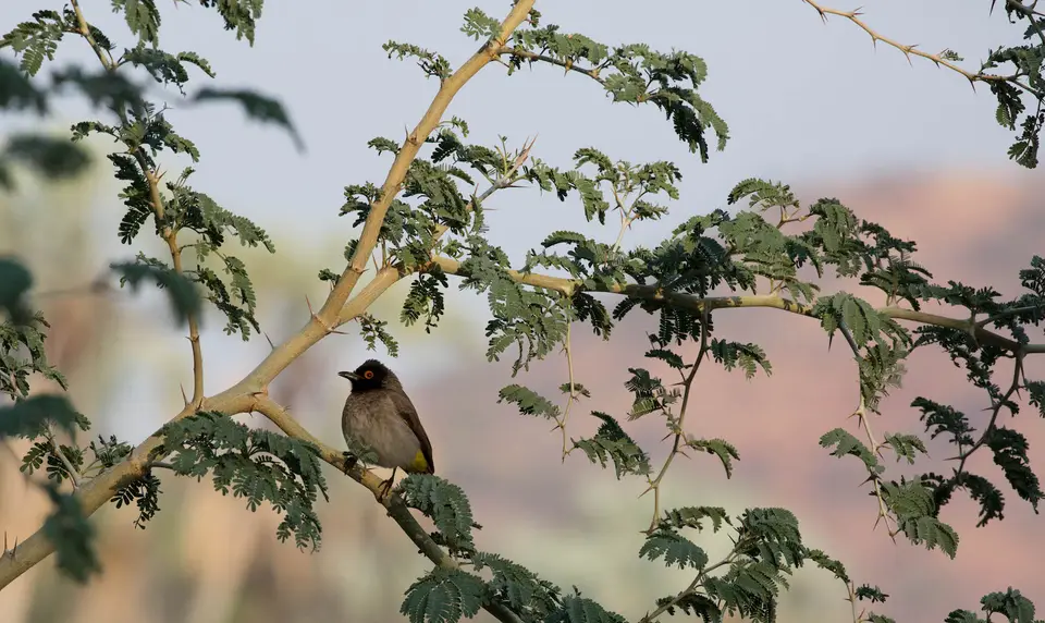 27-namiba-2017-9295.jpg