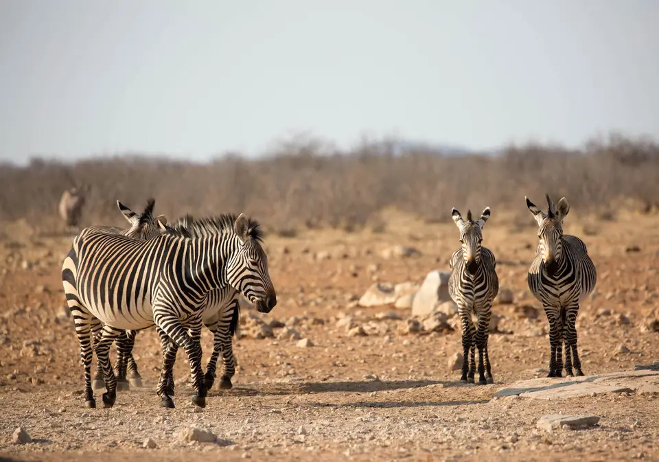 27-namiba-2017-9524.jpg