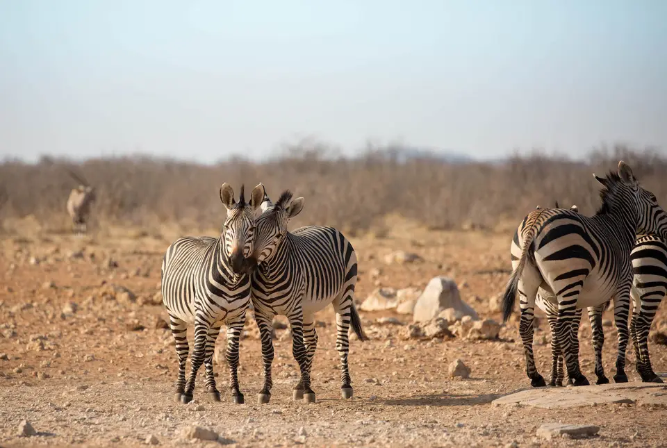 28-namiba-2017-9525.jpg