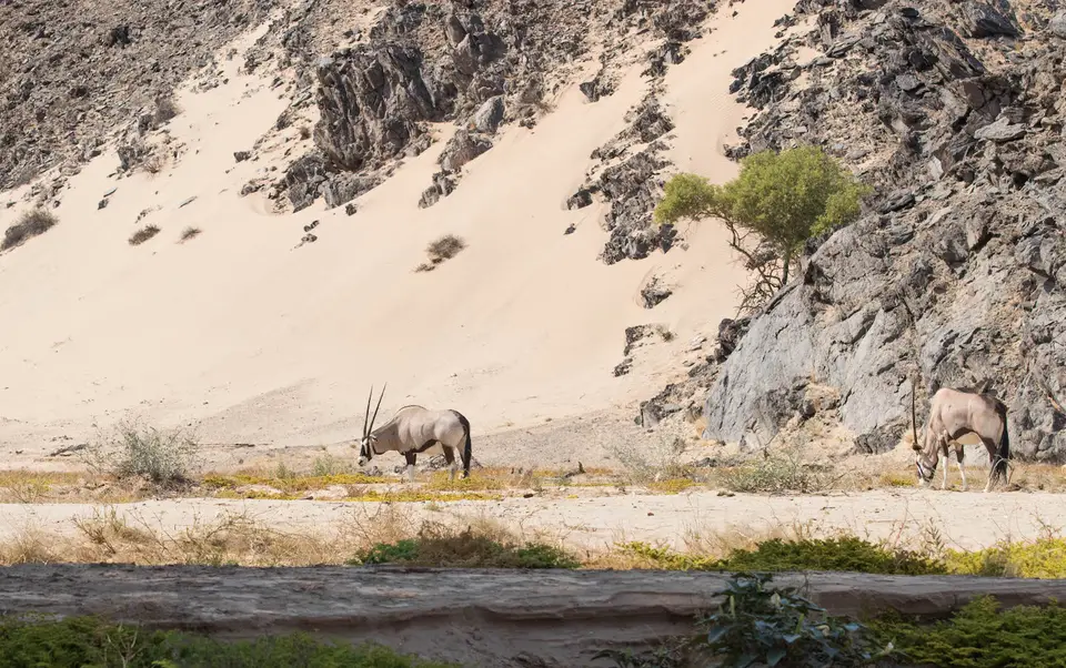 5-namiba-2017-5273.jpg