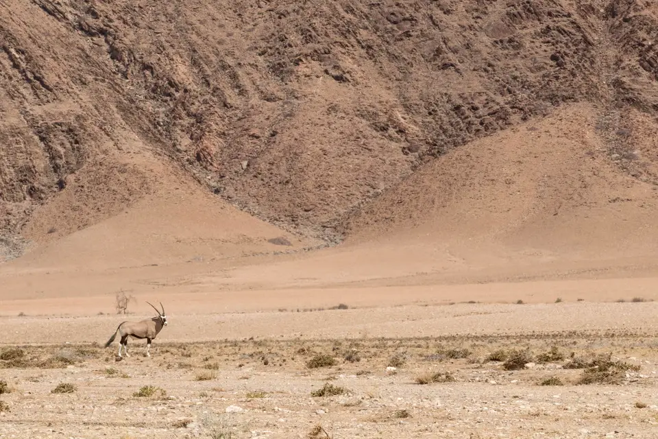 8-namiba-2017-5230.jpg