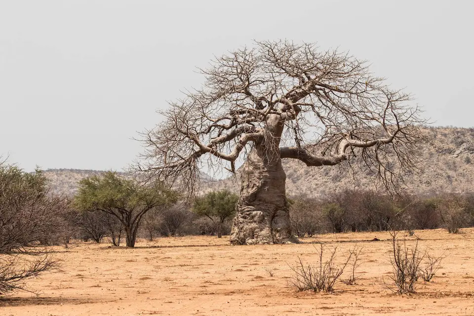 8-namiba-2017-5563.jpg