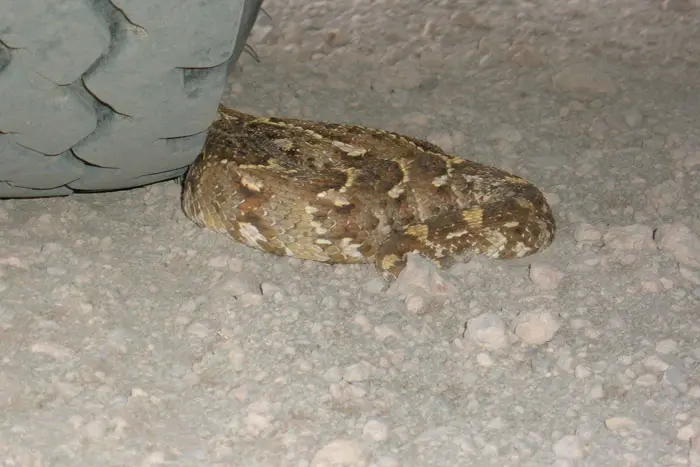 Kalahari-19.jpg