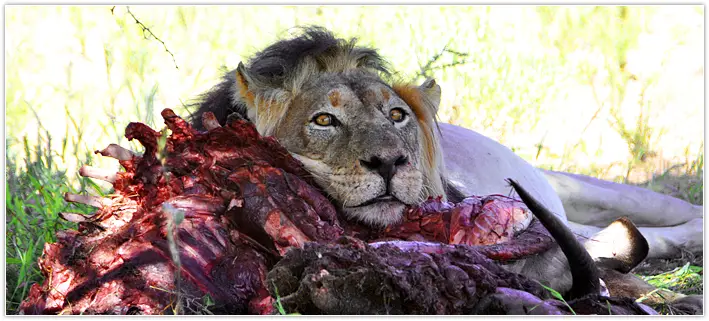 lion.jpg