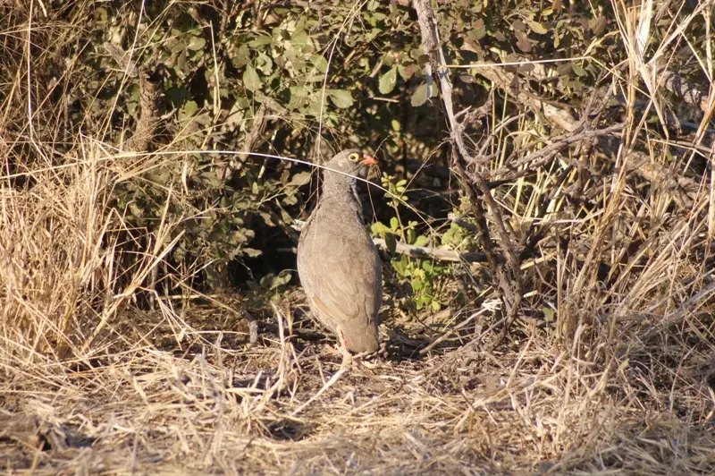 Vogel3.jpg