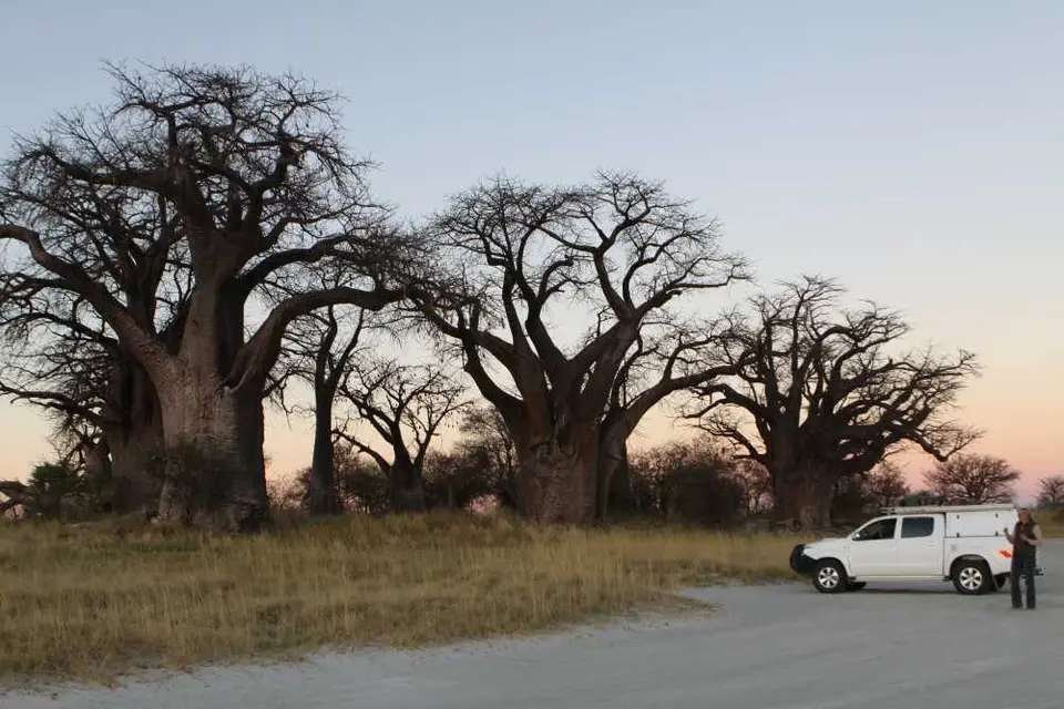 BAINESBAOBAB.jpg