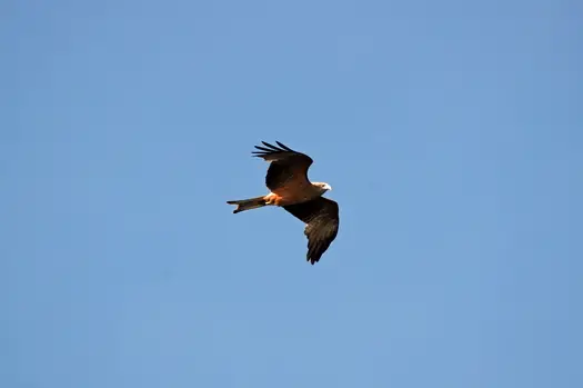 h7ed531d.JPG