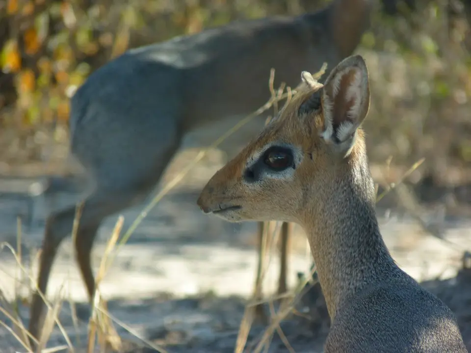 Dik-Dik-Etosha-Namibia-2010894.jpg